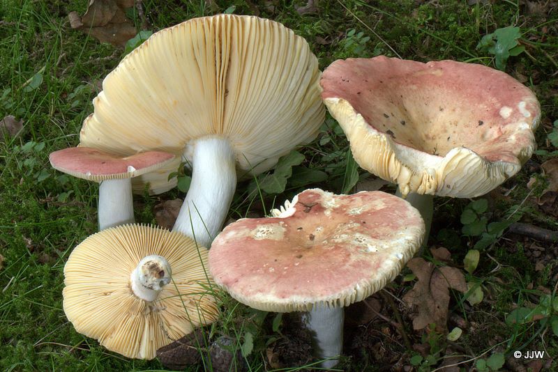 Russula decipiens